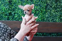 Deja vu, a female Chihuahua for sale in San Jose, CA – Photo 1 of 10