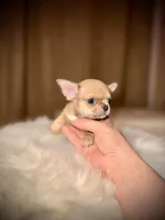 Deja vu, a female Chihuahua for sale in San Jose, CA – Photo 4 of 10