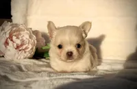 Isabel, a female Chihuahua for sale in San Jose, CA – Photo 7 of 10