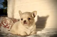 Isabel, a female Chihuahua for sale in San Jose, CA – Photo 5 of 10