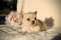 Isabel, a female Chihuahua for sale in San Jose, CA – Photo 6 of 10