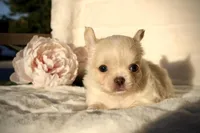 Isabel, a female Chihuahua for sale in San Jose, CA – Photo 3 of 10