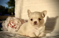 Isabel, a female Chihuahua for sale in San Jose, CA – Photo 9 of 10