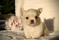 Isabel, a female Chihuahua for sale in San Jose, CA – Photo 4 of 10