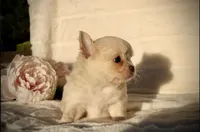 Isabel, a female Chihuahua for sale in San Jose, CA – Photo 2 of 10