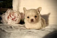 Isabel, a female Chihuahua for sale in San Jose, CA – Photo 10 of 10