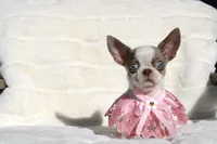 Kiwi, a female Chihuahua for sale in San Jose, CA – Photo 3 of 6