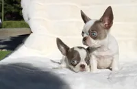 Kiwi, a female Chihuahua for sale in San Jose, CA – Photo 2 of 6