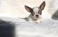 Kiwi, a female Chihuahua for sale in San Jose, CA – Photo 4 of 6