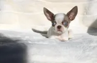 Kiwi, a female Chihuahua for sale in San Jose, CA – Photo 5 of 6