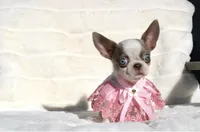 Kiwi, a female Chihuahua for sale in San Jose, CA – Photo 6 of 6