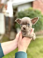 Luna, a female Chihuahua for sale in San Jose, CA – Photo 2 of 2