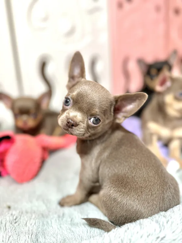 Luna, a female Chihuahua for sale in San Jose, CA – Photo 1 of 2