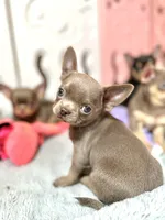 Luna, a female Chihuahua for sale in San Jose, CA – Photo 1 of 2