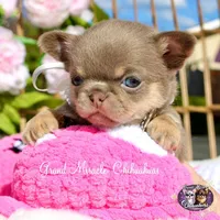 Paris, a female Chihuahua for sale in San Jose, CA – Photo 1 of 9