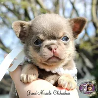 Paris, a female Chihuahua for sale in San Jose, CA – Photo 5 of 9