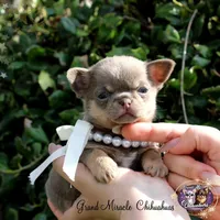Paris, a female Chihuahua for sale in San Jose, CA – Photo 4 of 9