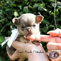 Paris, a female Chihuahua for sale in San Jose, CA – Photo 9 of 9