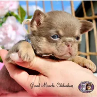Paris, a female Chihuahua for sale in San Jose, CA – Photo 7 of 9