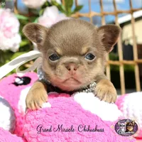 Paris, a female Chihuahua for sale in San Jose, CA – Photo 2 of 9