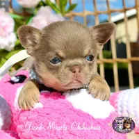 Paris, a female Chihuahua for sale in San Jose, CA – Photo 6 of 9