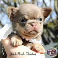 Paris, a female Chihuahua for sale in San Jose, CA – Photo 3 of 9