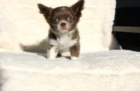 Cookie, a female Chihuahua for sale in San Jose, CA – Photo 4 of 6