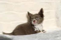 Cookie, a female Chihuahua for sale in San Jose, CA – Photo 1 of 6