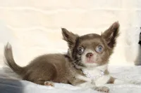 Cookie, a female Chihuahua for sale in San Jose, CA – Photo 6 of 6