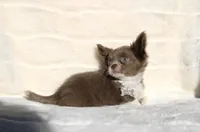 Cookie, a female Chihuahua for sale in San Jose, CA – Photo 3 of 6