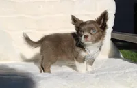 Cookie, a female Chihuahua for sale in San Jose, CA – Photo 2 of 6