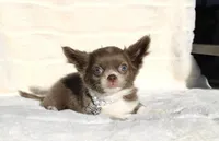 Cookie, a female Chihuahua for sale in San Jose, CA – Photo 5 of 6