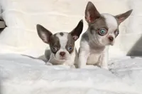 Kisses, a female Chihuahua for sale in San Jose, CA – Photo 6 of 10