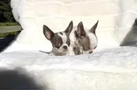 Kisses, a female Chihuahua for sale in San Jose, CA – Photo 4 of 10