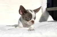 Kisses, a female Chihuahua for sale in San Jose, CA – Photo 9 of 10