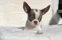 Kisses, a female Chihuahua for sale in San Jose, CA – Photo 3 of 10