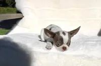 Kisses, a female Chihuahua for sale in San Jose, CA – Photo 8 of 10