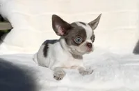 Kisses, a female Chihuahua for sale in San Jose, CA – Photo 7 of 10