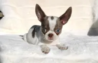 Kisses, a female Chihuahua for sale in San Jose, CA – Photo 1 of 10