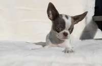 Kisses, a female Chihuahua for sale in San Jose, CA – Photo 10 of 10