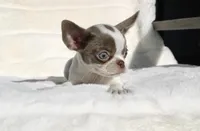 Kisses, a female Chihuahua for sale in San Jose, CA – Photo 5 of 10