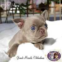 Pancake, a male Chihuahua for sale in San Jose, CA – Photo 2 of 10