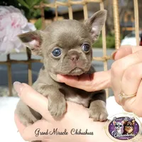 Pancake, a male Chihuahua for sale in San Jose, CA – Photo 1 of 10