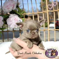 Pancake, a male Chihuahua for sale in San Jose, CA – Photo 6 of 10