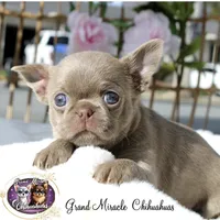 Pancake, a male Chihuahua for sale in San Jose, CA – Photo 8 of 10