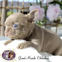 Pancake, a male Chihuahua for sale in San Jose, CA – Photo 10 of 10