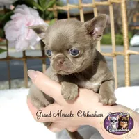 Pancake, a male Chihuahua for sale in San Jose, CA – Photo 5 of 10