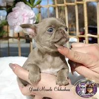 Pancake, a male Chihuahua for sale in San Jose, CA – Photo 7 of 10