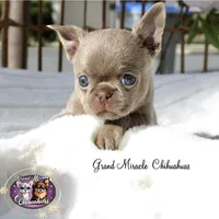 Pancake, a male Chihuahua for sale in San Jose, CA – Photo 4 of 10