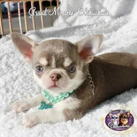 Sensei, a male Chihuahua for sale in San Jose, CA – Photo 4 of 6